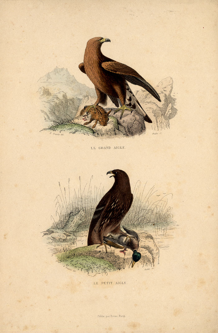 , Antique Print-WHITE TAILED EAGLE-SEA EAGLE-Buffon-1839, Pictura Antique Prints