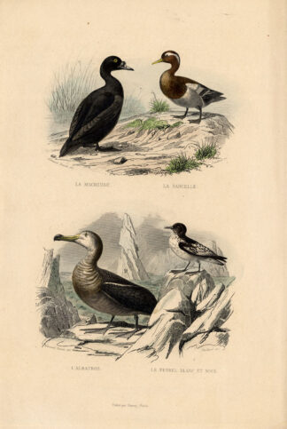 Antique Print-SCOTER-DUCK-ALBATROSS-TEAL-Buffon-1839