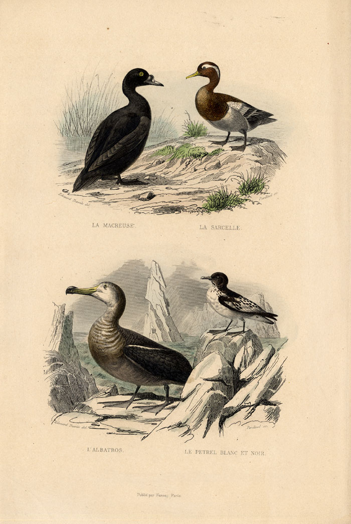 , Antique Print-SCOTER-DUCK-ALBATROSS-TEAL-Buffon-1839, Pictura Antique Prints