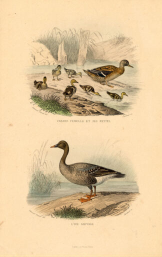 Antique Print-DUCK-GRAYLAG GOOSE-GOOSE-Buffon-1839