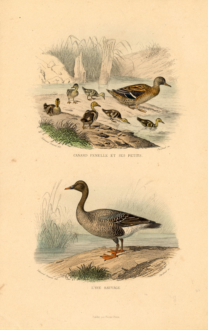 , Antique Print-DUCK-GRAYLAG GOOSE-GOOSE-Buffon-1839, Pictura Antique Prints
