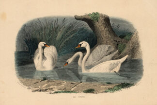 Antique Print-MUTE SWAN-SWAN-Buffon-1839