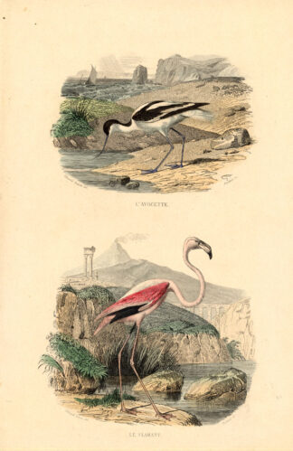 Antique Print-AVOCET-FLAMINGO-Buffon-1839