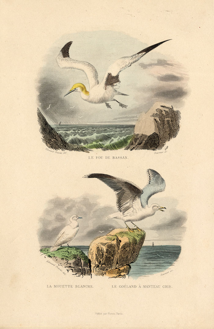 , Antique Print-NORTHERN GANNET-IVORY GULL-Buffon-1839, Pictura Antique Prints