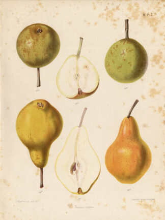 Antique Print-GOUBAULT-COURTRAI-PEAR-Berghuis-1868