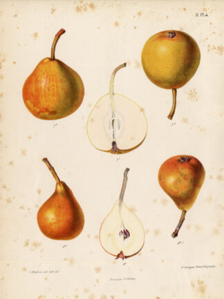 Antique Print-DOUBLE ORANGE-PEAR-Berghuis-1868