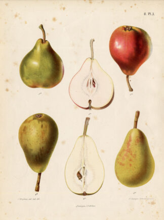 Antique Print-KING PEAR-CAILLOT ROSAT-Berghuis-1868