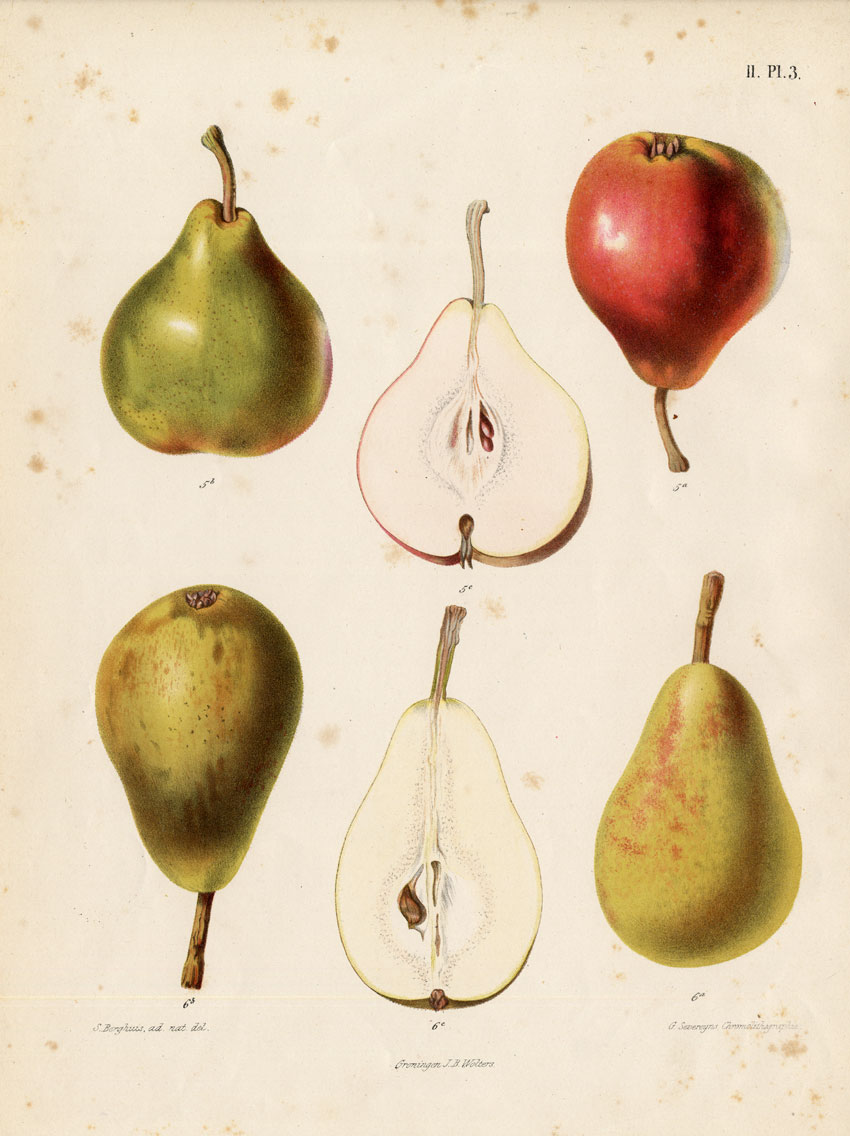 , Antique Print-KING PEAR-CAILLOT ROSAT-Berghuis-1868, Pictura Antique Prints