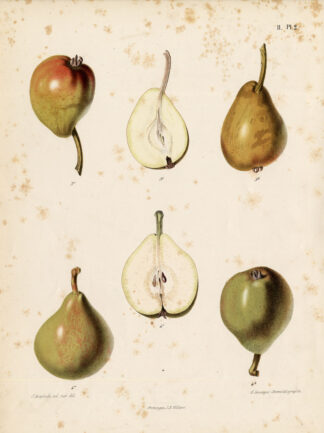 Antique Print-PEACH PEAR-MOUILLE BOUCHE-Berghuis-1868