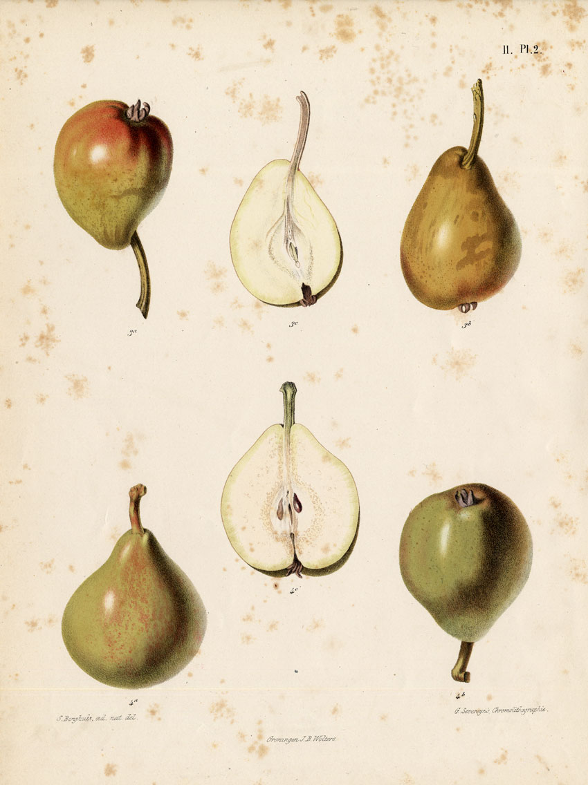 , Antique Print-PEACH PEAR-MOUILLE BOUCHE-Berghuis-1868, Pictura Antique Prints