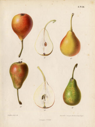Antique Print-PEAR-ROUSSELET DE STUTTGART-Berghuis-1868