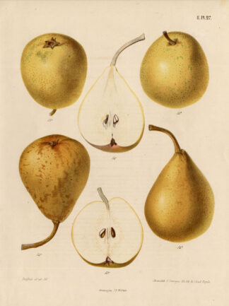 Antique Print-PEAR-KOPERTSCHER-SUPERFIN-Berghuis-1868