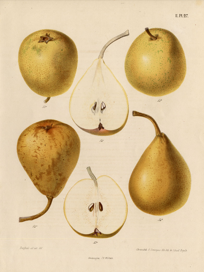 , Antique Print-PEAR-KOPERTSCHER-SUPERFIN-Berghuis-1868, Pictura Antique Prints