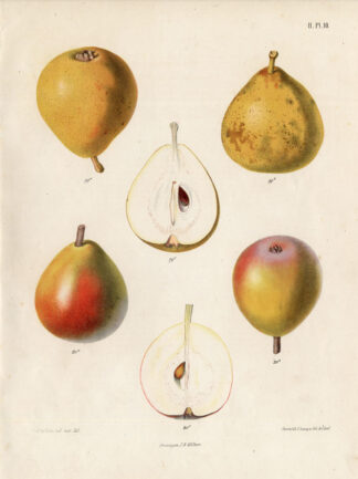 Antique Print-PEAR-CRASANE ALTHORP-SECKEL-Berghuis-1868