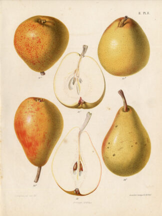 Antique Print-PEAR-AVRANCHES-MERODE-Berghuis-1868