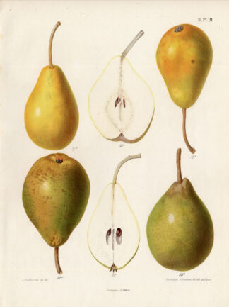 Antique Print-PEAR-BEZY-HARDENPONT-HOUTEN-Berghuis-1868