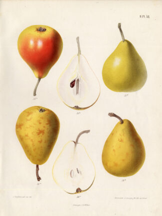 Antique Print-FOPPENPEER-WITTE COUSIN-Berghuis-1868