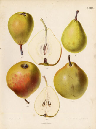 Antique Print-PONDSPEER-BRETONNEAU-PEAR-Berghuis-1868