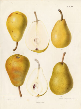 Antique Print-EPINE DU MAS-PEAR-DOROTHEE-Berghuis-1868