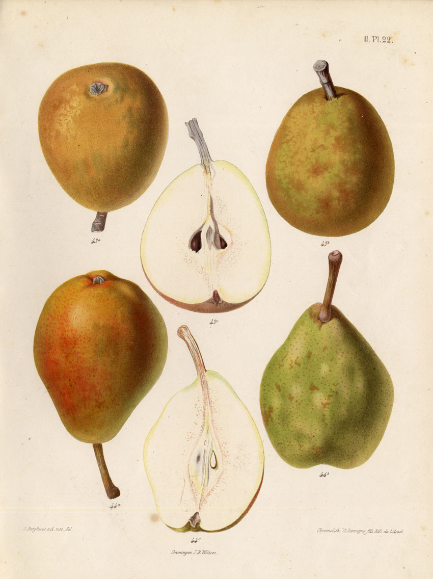 Bb03566 416x556 Antique Print-LUCON-PEAR-DOYENNE HIVER-Berghuis-1868
