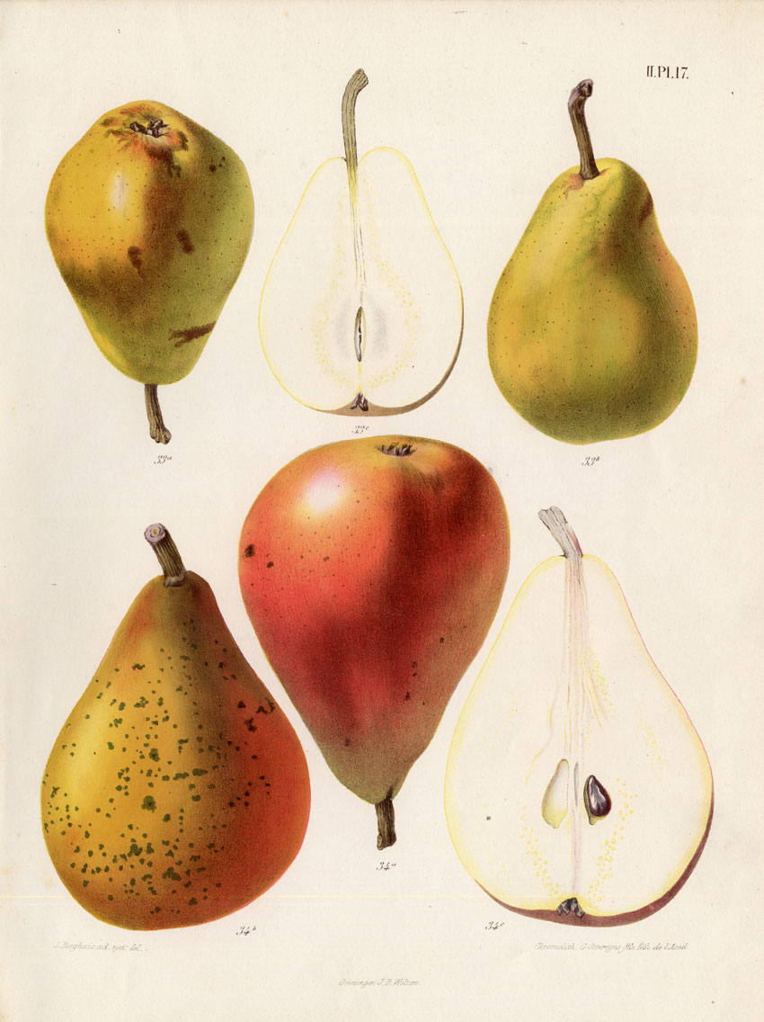 , Antique Print-NAPOLEON-PEAR-CLAIRGEAU-Berghuis-1868, Pictura Antique Prints