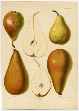 Antique Print-VAN MARUM-PEAR-JODOIGNE-Berghuis-1868
