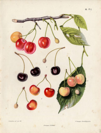 Antique Print-CHERRY-DOWNTON-BERRIES-COE-Berghuis-1868