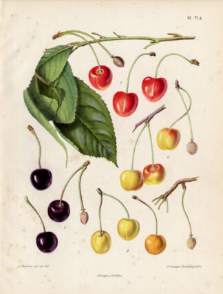 Antique Print-CHERRY-THE HERALD-BERRIES-Berghuis-1868