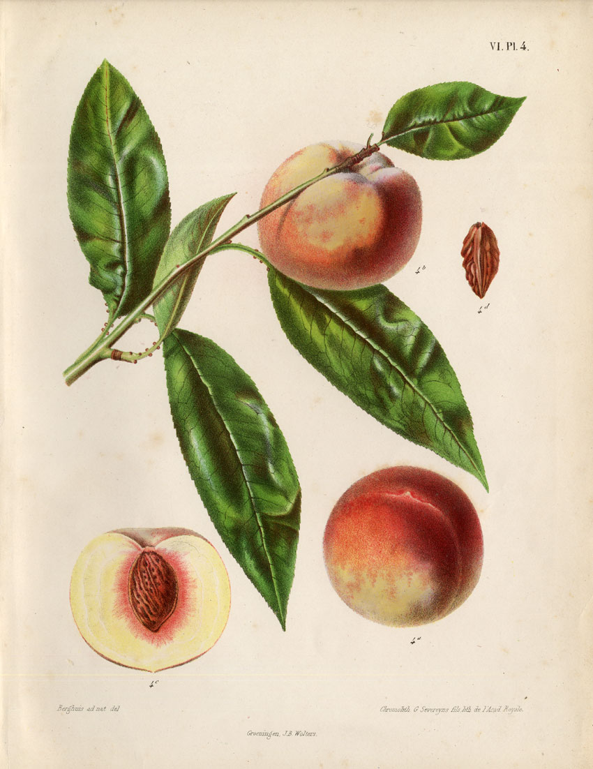 , Antique Print-PEACH-SOUVENIR DE JAVA-Berghuis-1868, Pictura Antique Prints