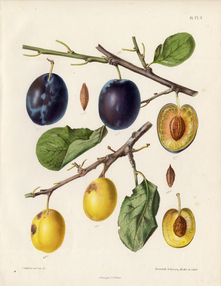 , Antique Print-PLUM-DIAMOND-OTTOMAN-Berghuis-1868, Pictura Antique Prints
