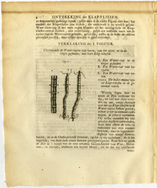 Antique Print-KIDNEY-LUNG-VALVE-VESSEL-LACTEAL-LIVER-ANIMAL-Ruysch-Huyberts-1744