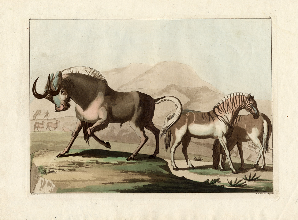 , Antique Print-AFRICA-ZEBRA-GNOE-OSTRIDGE-Ferrario-1827, Pictura Antique Prints
