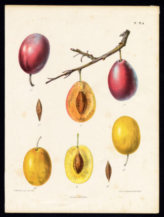 Antique Print-PLUM-DOUBLE ORANGE-NECTARINE-NEWINGTON-Berghuis-1868