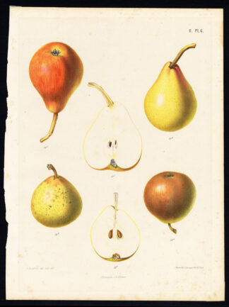 Antique Print-PEAR-POIRE DE MOTGERON-BERGAMOTTE D'ALENCON-Berghuis-1868