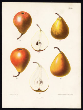 Antique Print-PEAR-COMPERETTE-POIRE D'ANANAS-BEURRE CAPIAUMONT-Berghuis-1868