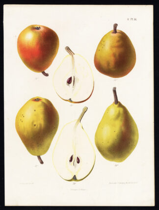 Antique Print-PEAR-NEC PLUS MEURIS-DES DEUX SOEURS-Berghuis-1868