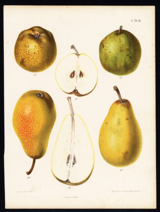 Antique Print-PEAR-BERGAMOTTE D'ESPEREN-CURE-BELLE ADRIANNE-Berghuis-1868