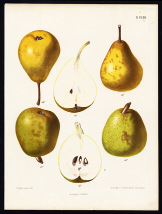 Antique Print-PEAR-DELICES DE JODOIGNE-ZEPHIRIN GRECOIRE-Berghuis-1868