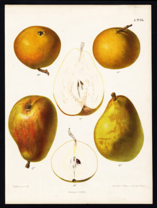 Antique Print-PEAR-DOYENNE GOUBAULT-BEZY DE CHAUMONTEL-Berghuis-1868