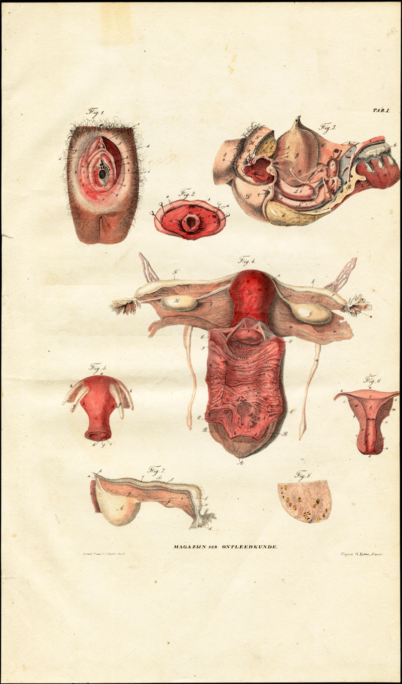 , Antique Anatomy Print-FEMALE REPRODUCTION ORGANS-ONTLEEDKUNDE-Richter-1839, Pictura Antique Prints