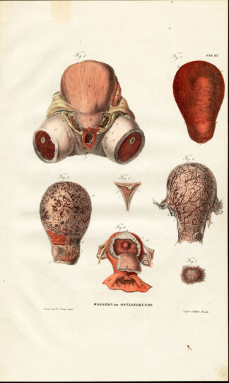 Antique Anatomy Print-UTERUS-PREGNANCY-ONTLEEDKUNDE-Richter-1839