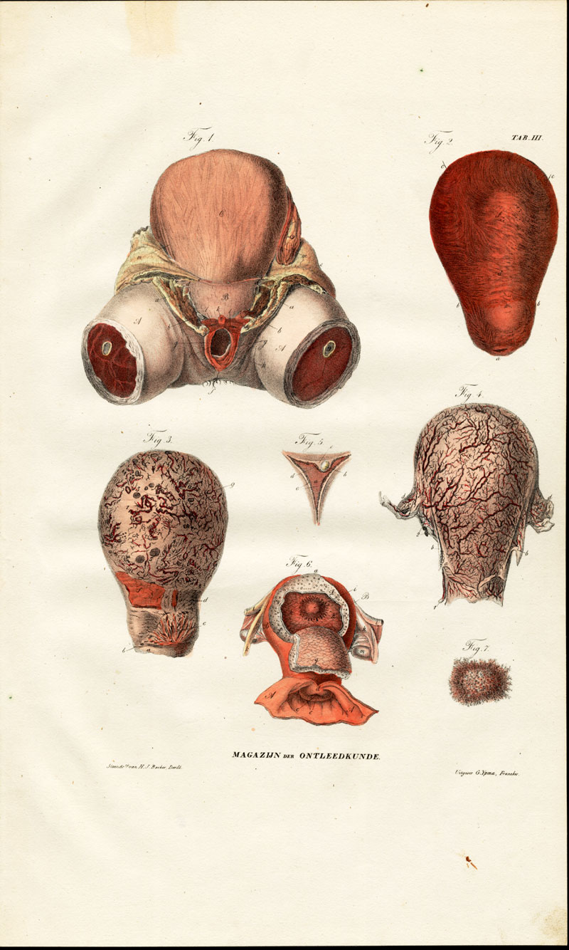 , Antique Anatomy Print-UTERUS-PREGNANCY-ONTLEEDKUNDE-Richter-1839, Pictura Antique Prints