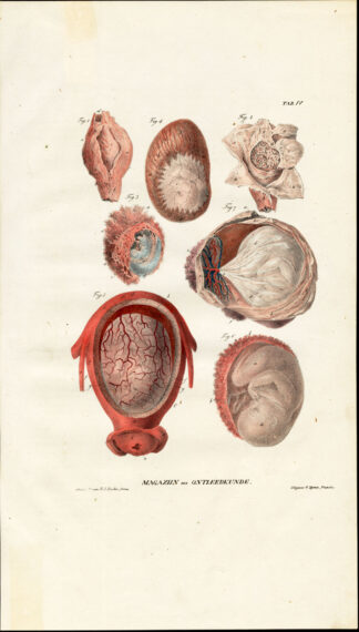 Antique Anatomy Print-OVUM-PREGNANCY-FETUS-Richter-1839