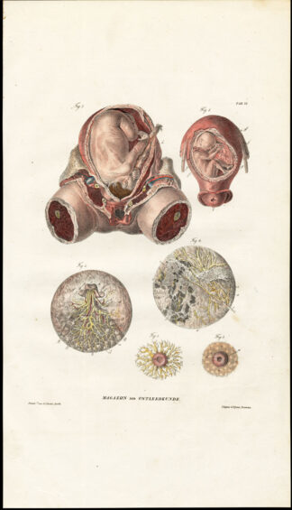 Antique Anatomy Print-PREGNANCY-FETUS-UTERUS-MAMMARY GLAND-Richter-1839