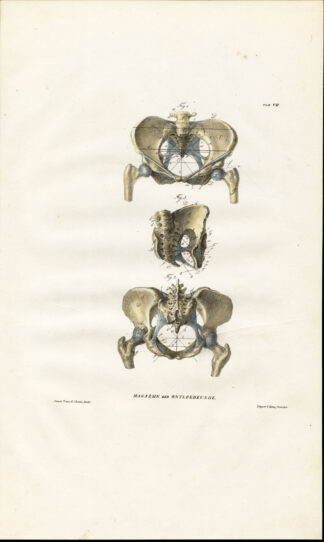 Antique Anatomy Print-BEKKEN-FEMALE PELVIS-ONTLEEDKUNDE-Richter-1839