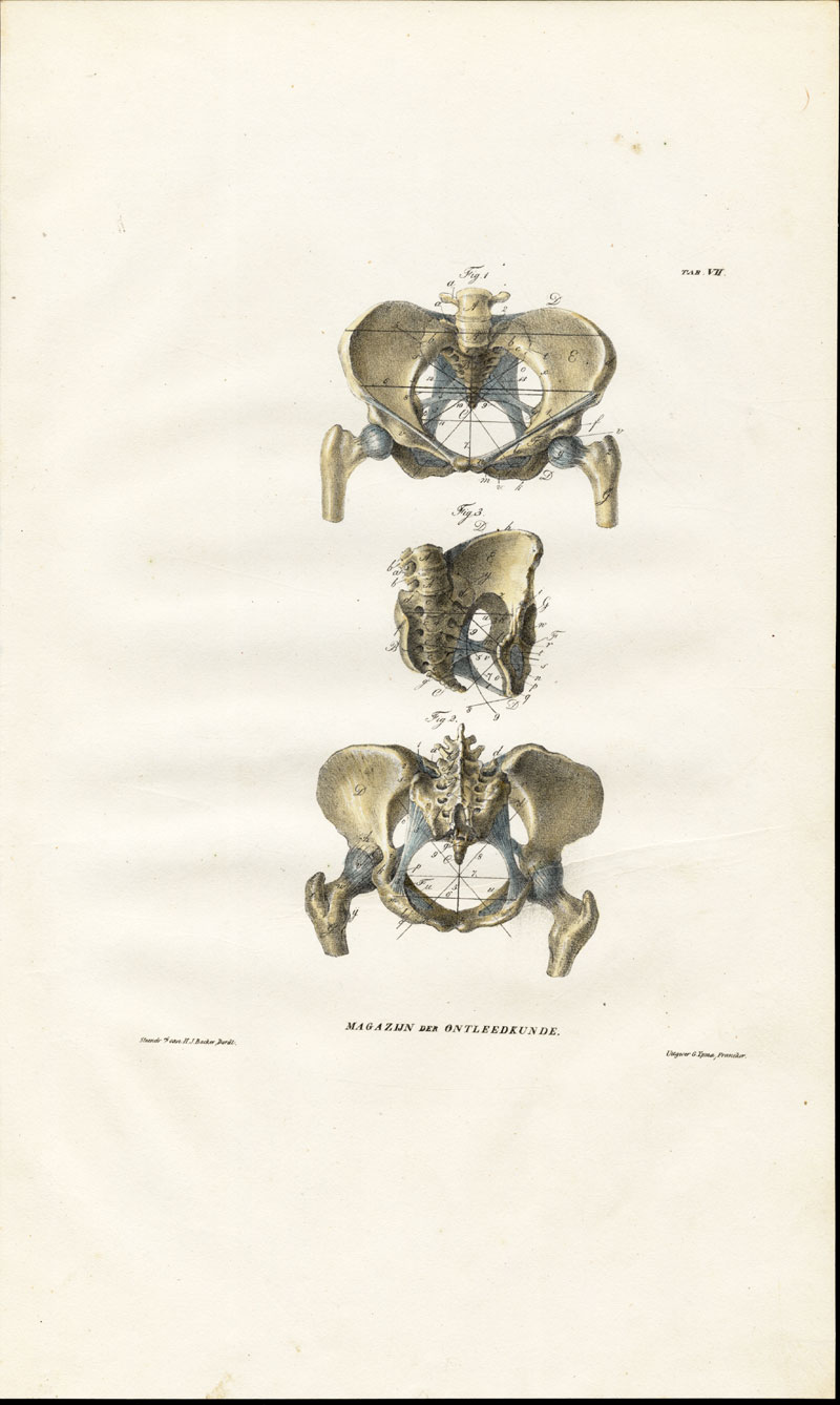 , Antique Anatomy Print-BEKKEN-FEMALE PELVIS-ONTLEEDKUNDE-Richter-1839, Pictura Antique Prints