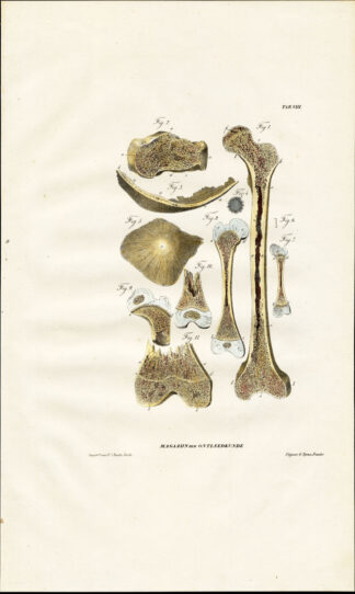 Antique Anatomy Print-OSTEOLOGY-FEMUR-HEEL BONE-Richter-1839