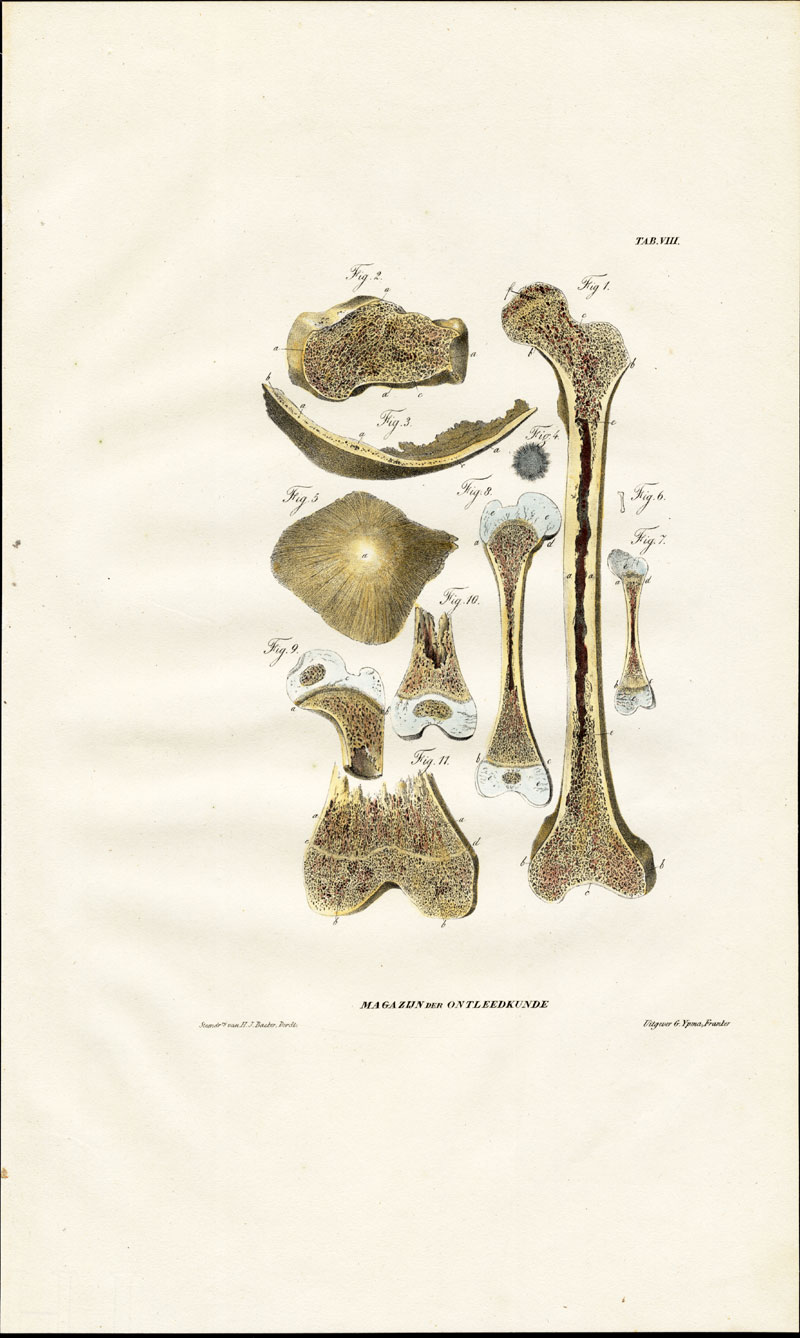 , Antique Anatomy Print-OSTEOLOGY-FEMUR-HEEL BONE-Richter-1839, Pictura Antique Prints
