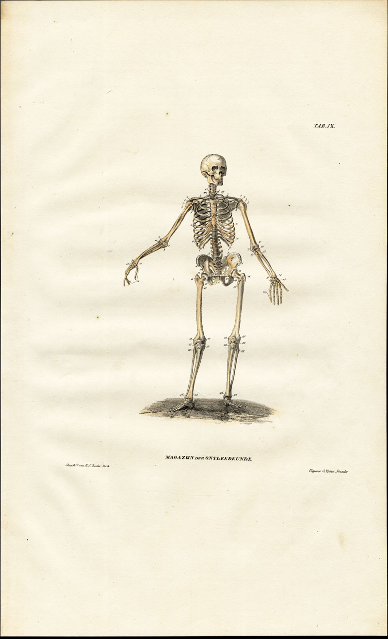 Lb3409 416x684 Antique Anatomy Print-OSTEOLOGY-HUMAN SKELETON-FRONT-Richter-1839