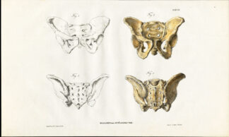 Antique Anatomy Print-OSTEOLOGY-HUMAN PELVIS-Richter-1839